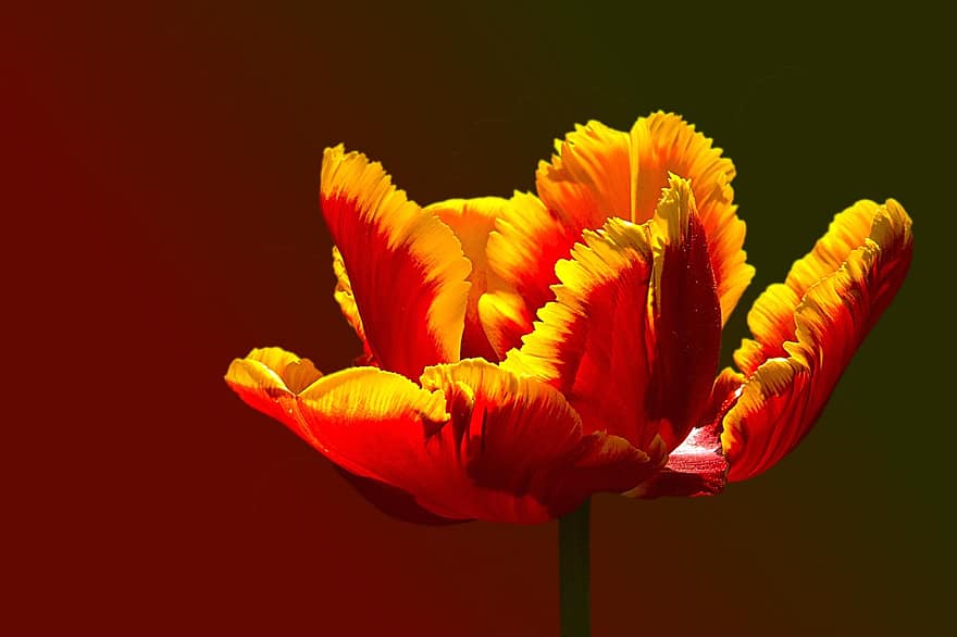 tulipán, papagáj tulipán, piros sárga, Sárga-rand, virágzik, virágzás, virágok