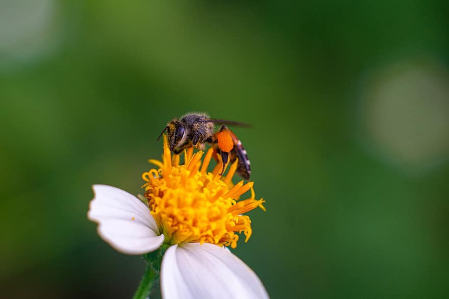 昆虫、蜂、花、野生のミツバチ、ドワーフミツバチ、蜜、動物、ナチュラル、自然、マクロ