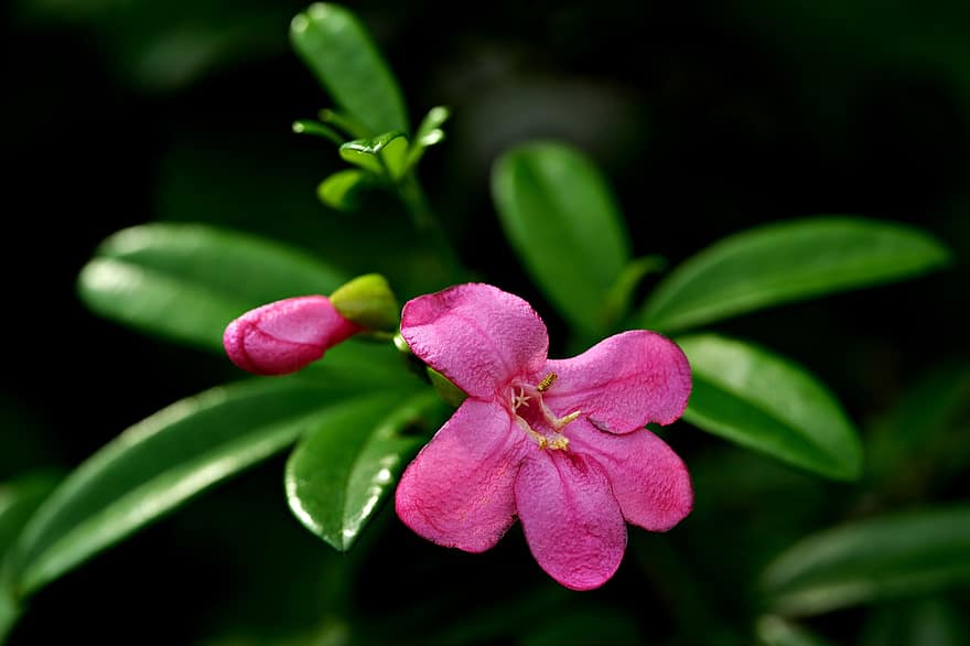 Ravenia, flor rosa, jardí, flor, flora, full, primer pla, planta, estiu, botànica, color verd