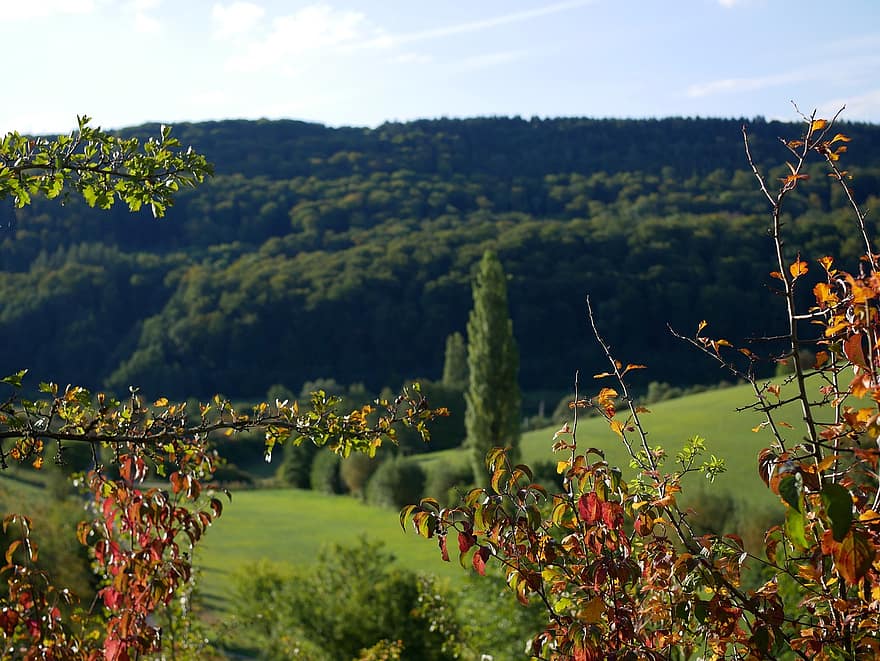 gunung, pohon, hutan, padang rumput, di luar rumah, Eifel, hiking