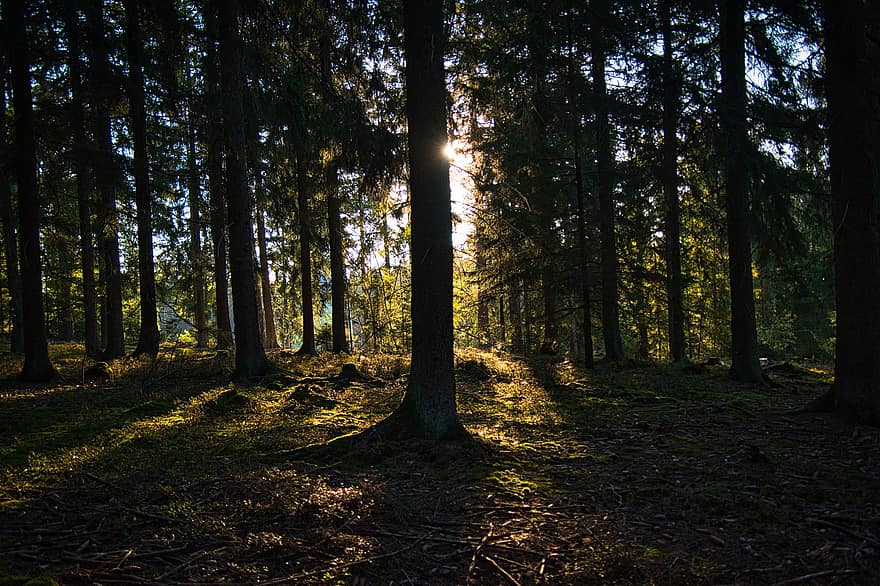 les, stromy, západ slunce, borovice, Příroda, slunečního světla, krajina, jehličnany, podzim, soumrak