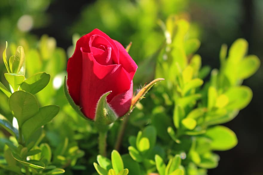 τριαντάφυλλο, λουλούδι, κόκκινο τριαντάφυλλο, κόκκινο λουλούδι, ανθίζω, άνθος, αυξήθηκε ανθίζει, φύλλα, χλωρίδα, φύση, φυτό