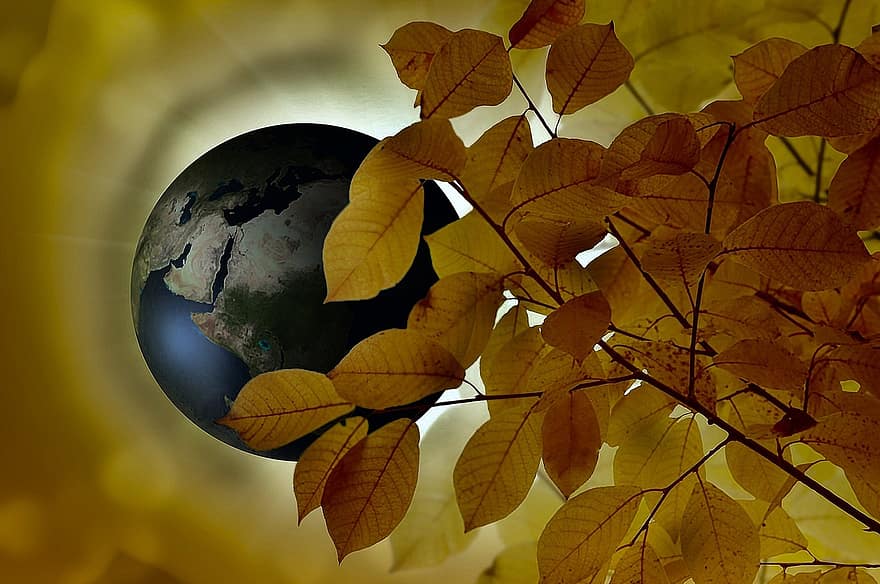Branch, Tree, Blatter, Autumn, Globe, Earth, Ball, Continents