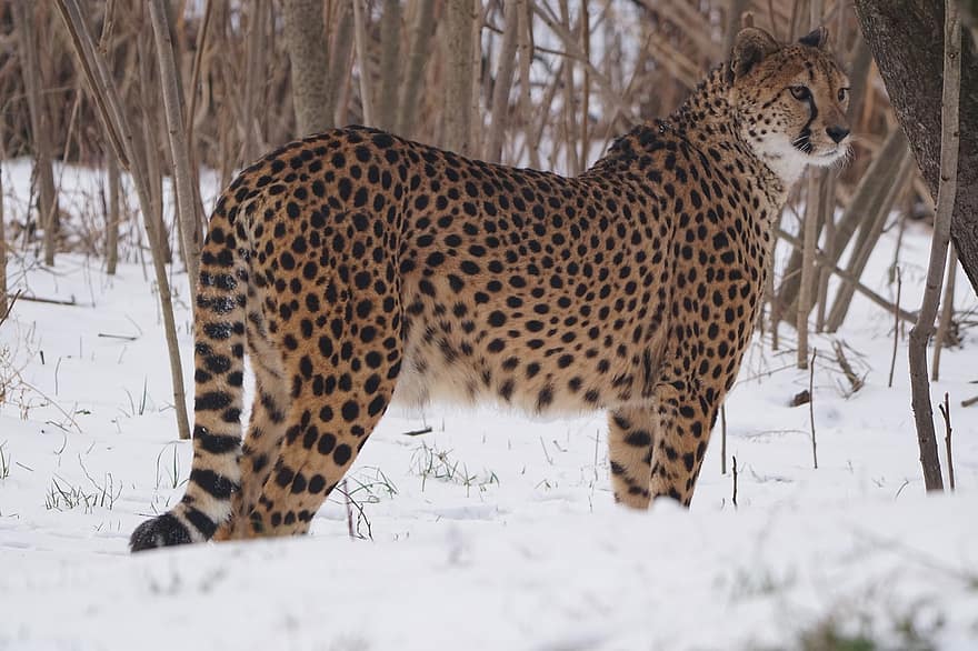 Gepard, Kočkovitý, kočka, zvíře, savec, zvířata ve volné přírodě, undomesticated kočka, sníh, ohrožené druhy, oblasti divočiny, safari zvířata