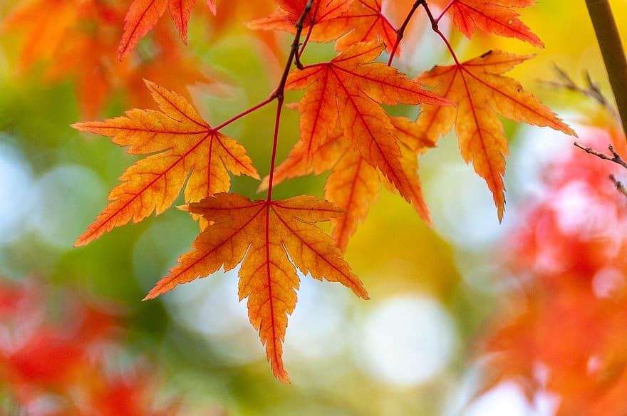 jesień, liście klonu, listowie