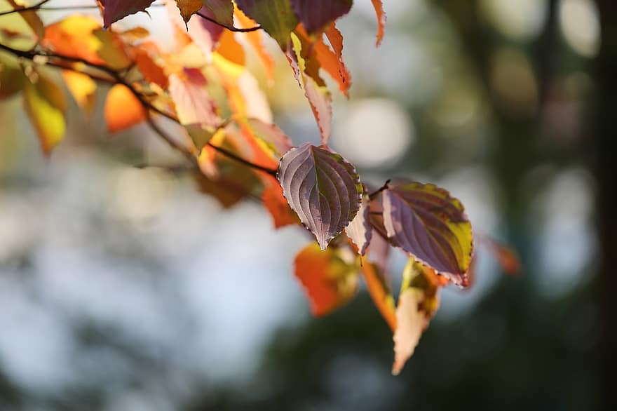 klevas, ruduo, lapija, rudenį, rudenį lapai, rudens lapai, Ruduo Pietų Korėjoje