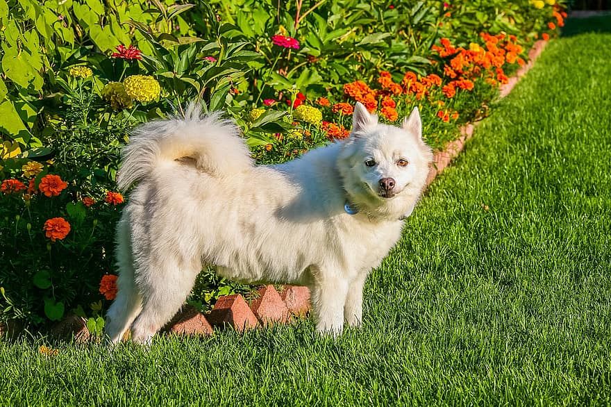 amerykańskie eskimo, pies, ogród, biały pies, szczeniak, zwierzę domowe, zwierzę, młody pies, pies domowy, psi, ssak