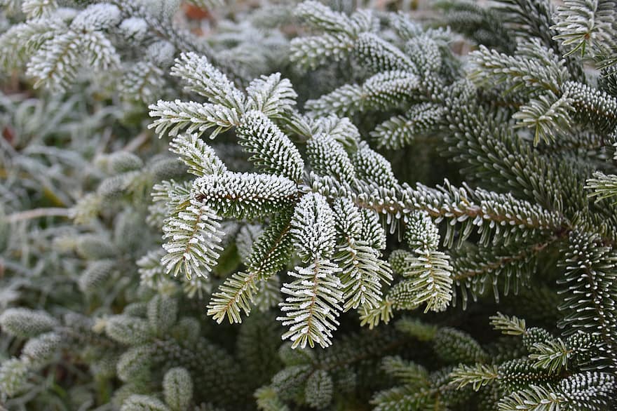 Fir, Branch, Fir Thorns, Tree, Spruce, Nature, Christmas