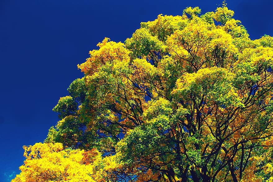 дерево, природа, осень, падать, время года, ветви, небо, лес, желтый, лист, синий
