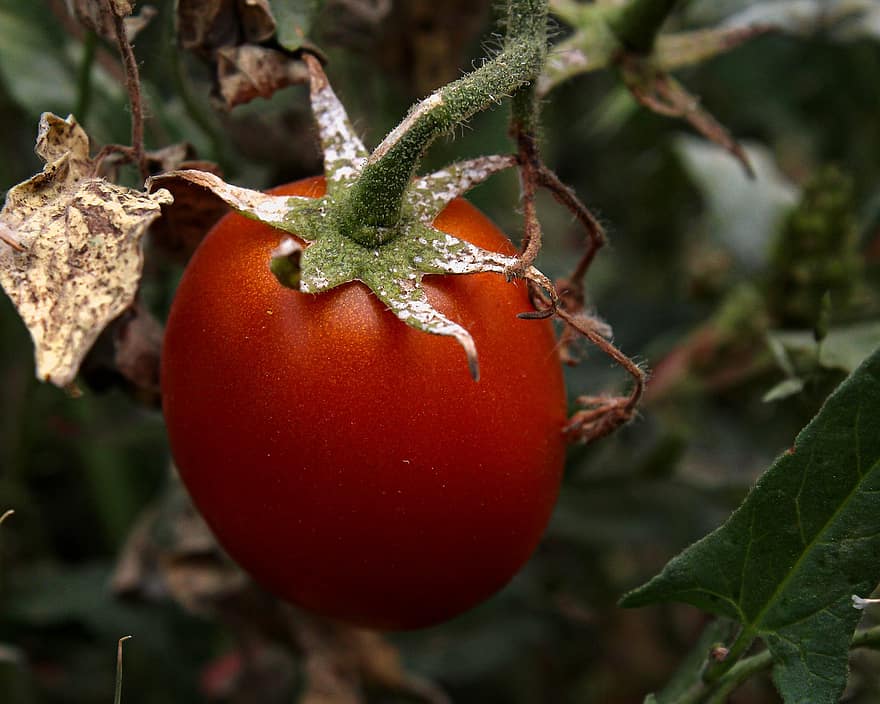 Tomate, Obst, Pflanze, Gemüse, Lebensmittel, organisch, Frische, Blatt, Nahansicht, Landwirtschaft, gesundes Essen