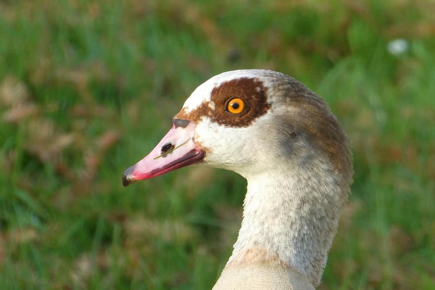 Egyptian Goose, Waterfowl, Goose, Animal, Nature