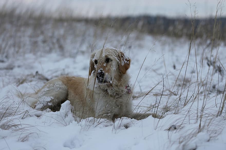 cão, inverno, neve, natureza, animal, pets, fofa, canino, cão de raça pura, cachorro, retriever
