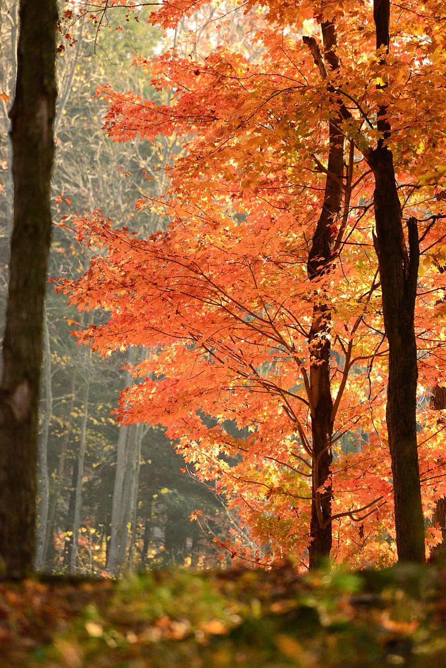 дървета, есенния сезон, гора, гори, есенни листа, оранжеви листа, природа, паднали листа, Канада