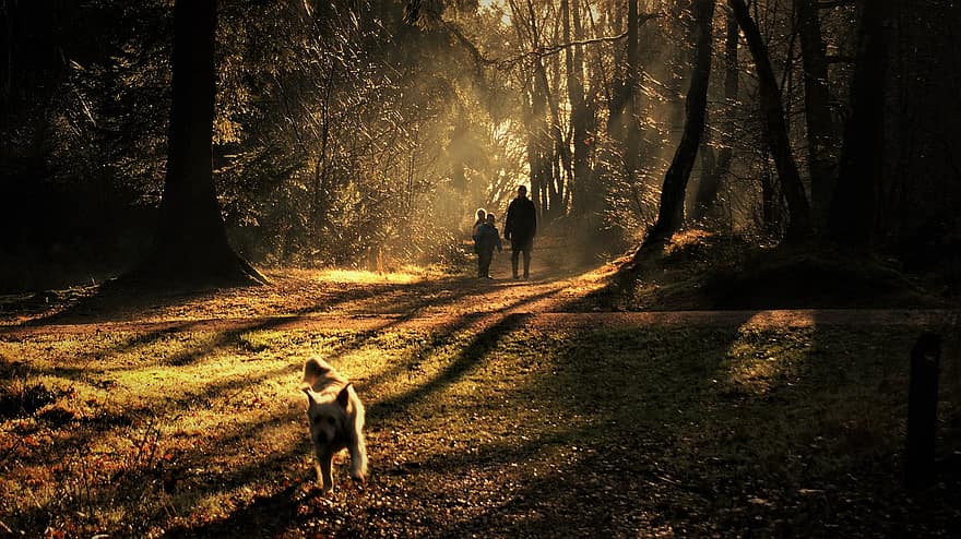 natureza, caminhar, cão, floresta, madeiras, região selvagem, caminhante, arvores, árvore, outono, caminhando