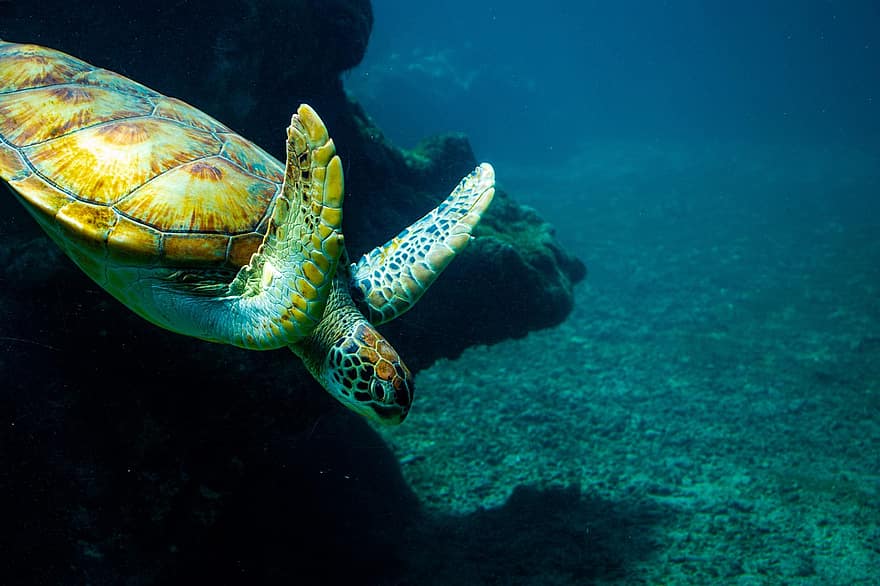 костенурка, под вода, море, океан, водна костенурка, морска костенурка, морски живот, морско животно, влечуго, природа, гмуркане
