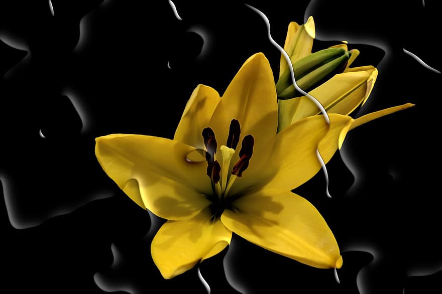 квітка, цвітіння, лілейник, жовтий, крапля води