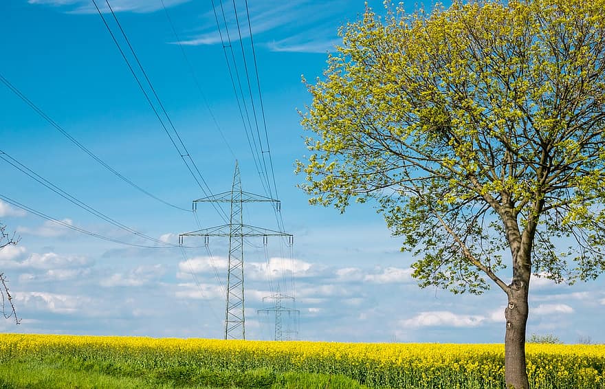 Tree, Field, Power Line, Spring, Electrical Energy, Electricity, Energy, Technology, Cables, Construction, Nature