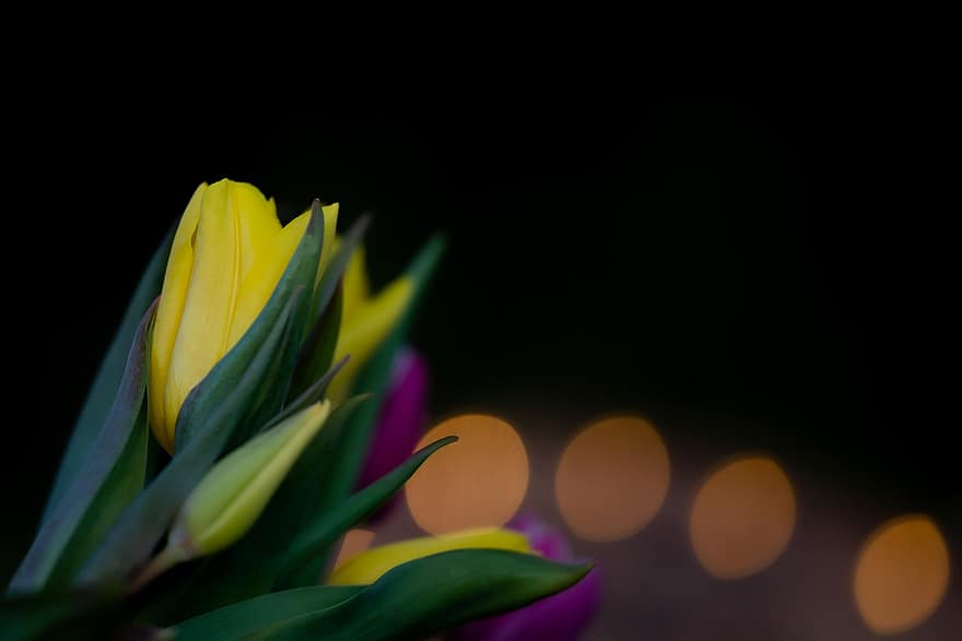 tulipa, flor, plantar, tulipa amarela, Flor da Primavera, Flor amarela, Flor, planta ornamental, saudação floral, cartão