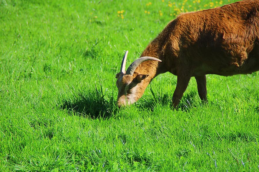 Goat, Eat, Animal, Nature, Horns, Bock, Mammal, Cattle, Farm, Milk, Food