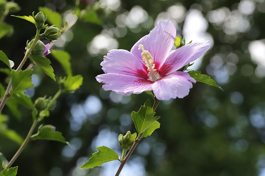 rose af sharon, Almindelig Hibiscus, lyserød blomst, have, plante, tæt på, sommer, blomst, blad, kronblad, blomsterhoved