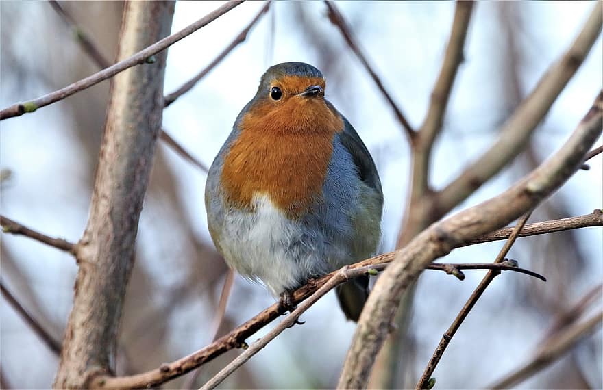 Robin Redbreast, Bird, Branch, Perched, Robin, European Robin, Passerine Bird, Small, Animal, Wildlife, Nature
