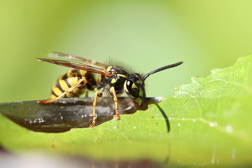 Wasp, Insect, Leaf, Bug, Wings, Stripes, Yellow, Antenna, Entomology, Green, Animal