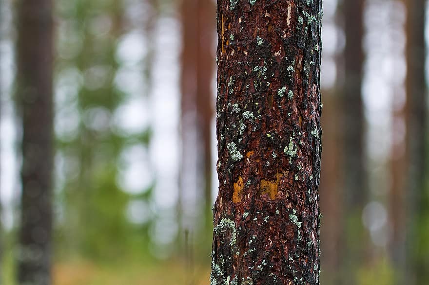 Baum, Baumrinde, Kiefer, Wald, Finnland