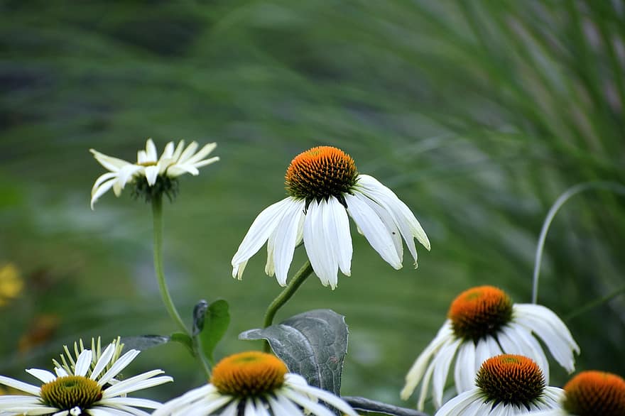 Coneflower, Flowers, Blossom, White, White Flowering