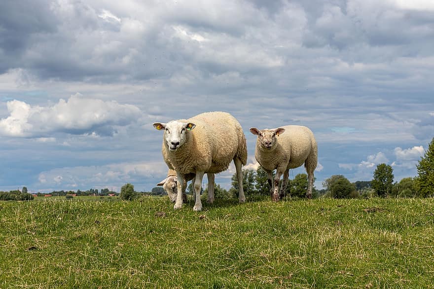 Sheep, Lamb, Wool, Grass, Animals, Fauna