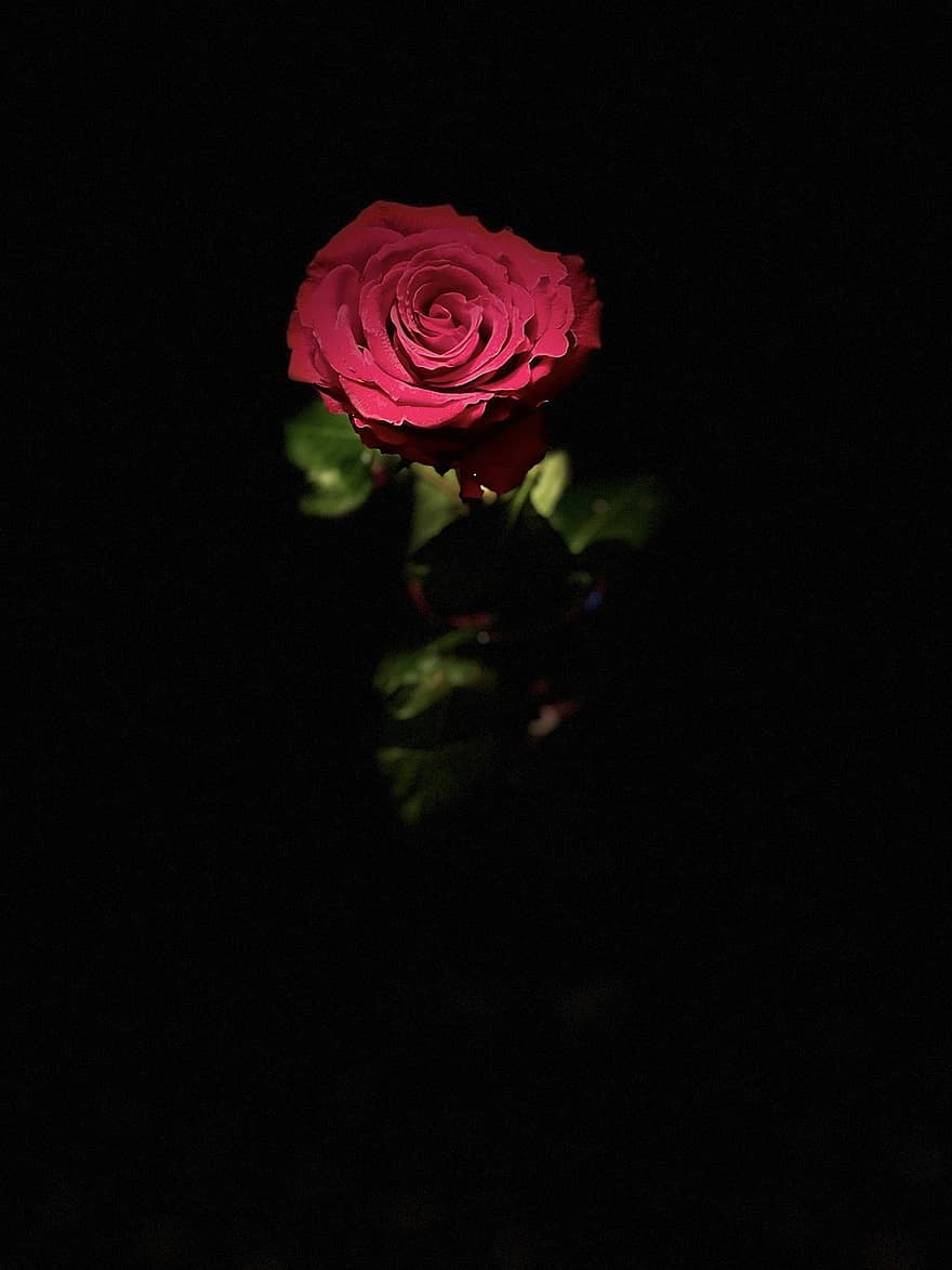 गुलाब का फूल, फूल, अंधेरा, लाल गुलाब, लाल फूल, पंखुड़ियों, गुलाब खिल गया, फूल का खिलना, खिलना, पौधा, प्रेम प्रसंगयुक्त