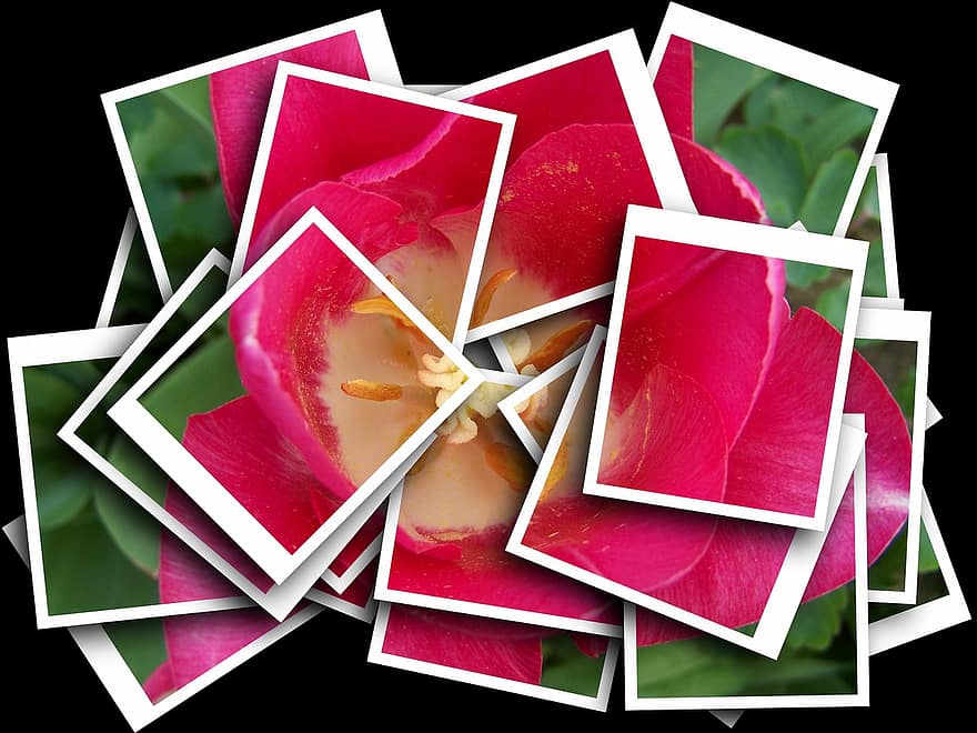 tulipe, rose