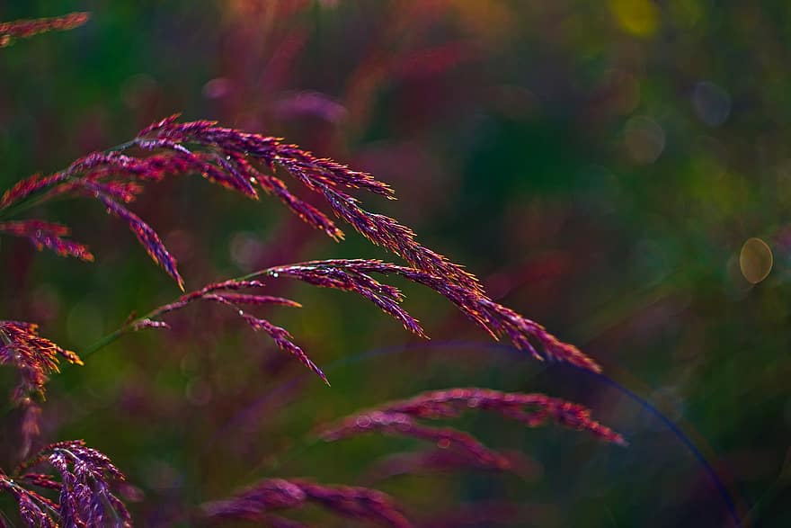 Grass, Plant, Meadow, Field, Nature, Bokeh, Closeup