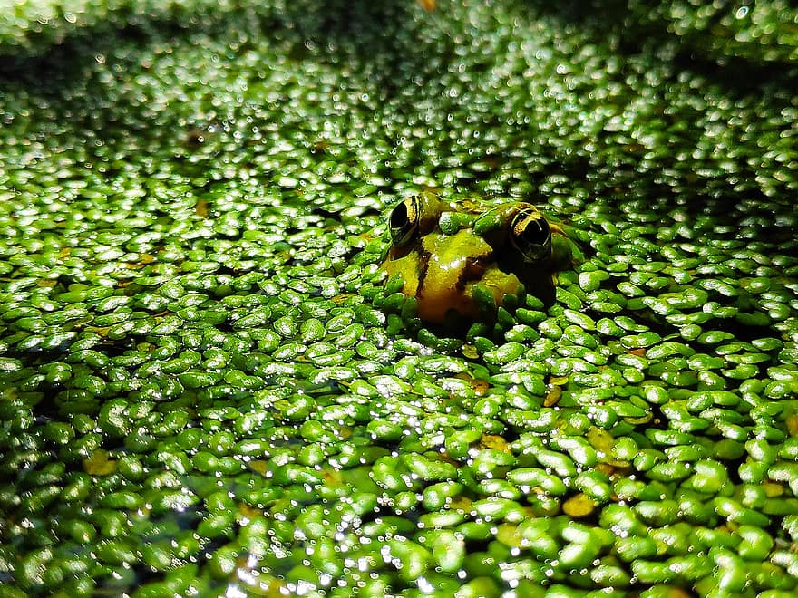 la grenouille, lentilles d'eau, amphibie, algues, la nature