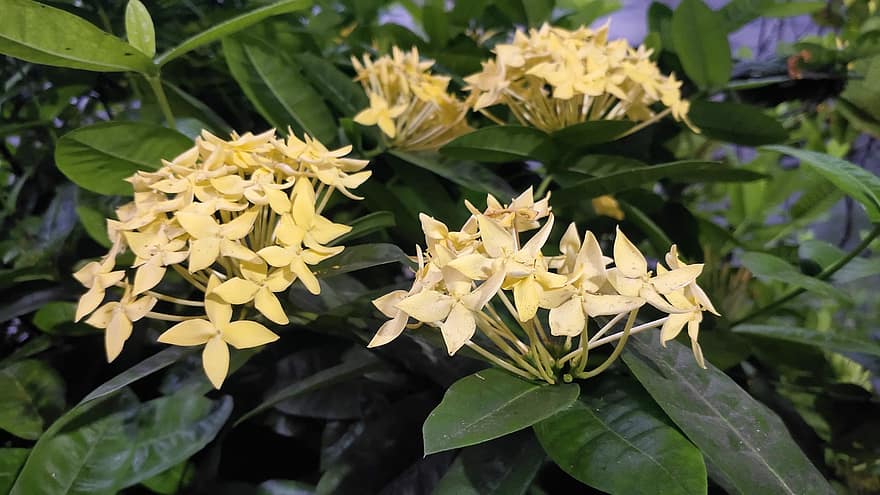 Chinese Ixora, Flowers, Yellow Flowers, Garden, Petals, Yellow Petals, Leaves, Bloom, Blossom, Flora, Plant