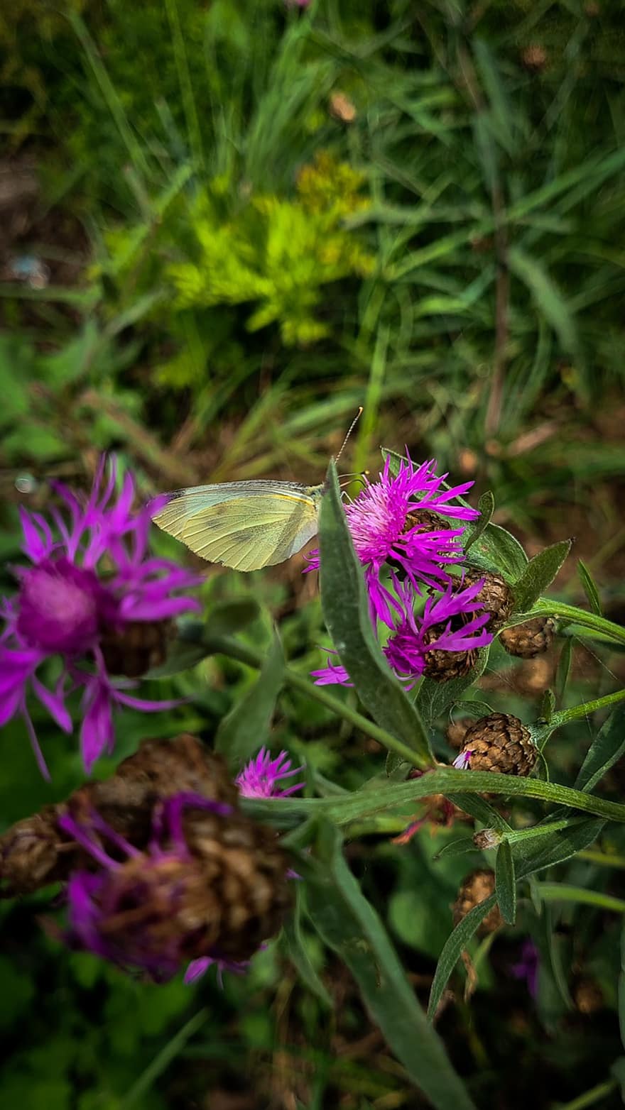 Cabbage White Butterfly, Butterfly, Flowers, Knapweeds, Leaves, Plants, Nature, Summer