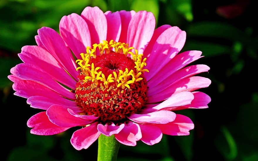 λουλούδια, ζίννια, άνθισμα, φύση, closeup, καλοκαίρι, λουλούδι, γκρο πλαν, φυτό, πέταλο, κεφάλι λουλουδιών