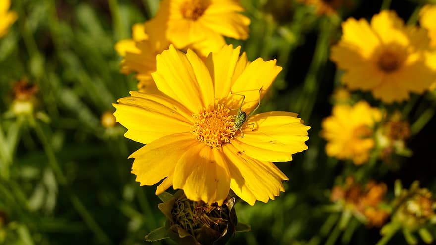 цветя, жълто цвете, скакалец, листенца, жълти венчелистчета, цвят, разцвет, насекомо, растение, наблизо, макро