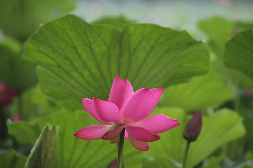 Lotus, Blume, pinke Blume, rosa Blütenblätter, Pflanze, Seerose, Wasserpflanze, Flora, Blühen, blühend, Natur