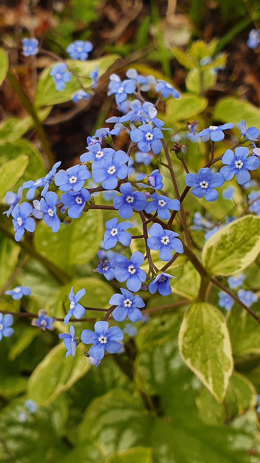 dimenticami forse, blu, fiore, giardino