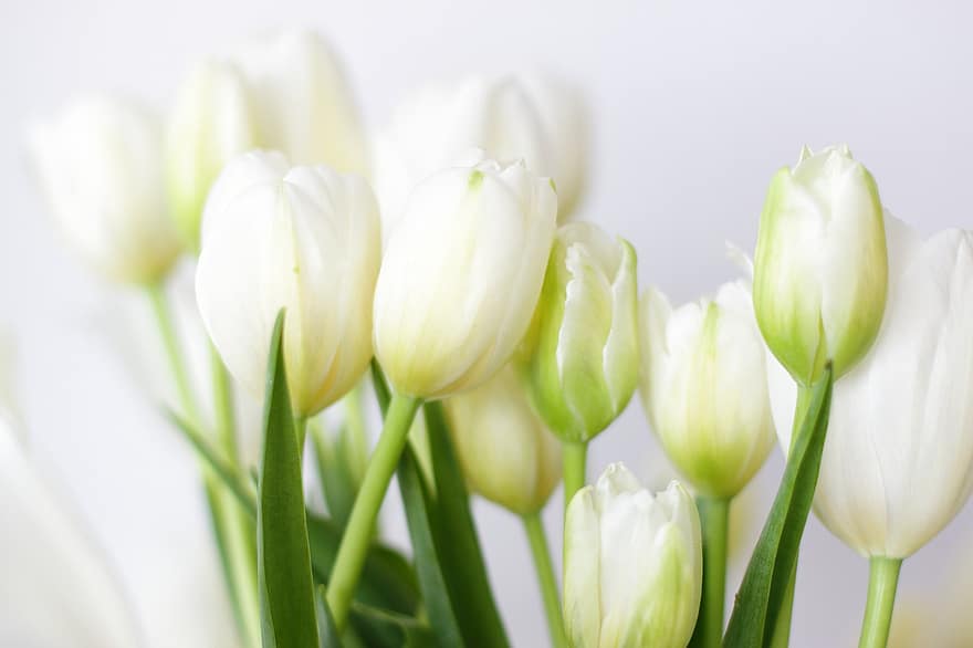 tulipaner, blomster, bukett, petals, tulipanblader, blomst, blomstre, dekorasjon, flora, anlegg