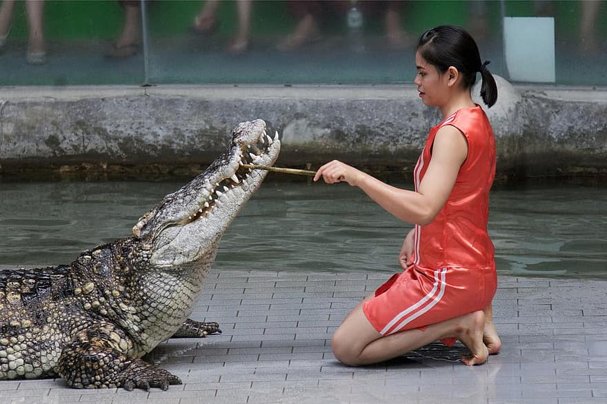 krokodil, állat, vadállatok, hüllő, veszélyes, Vadállat, nők, egy ember, felnőtt, mosolygás, víz