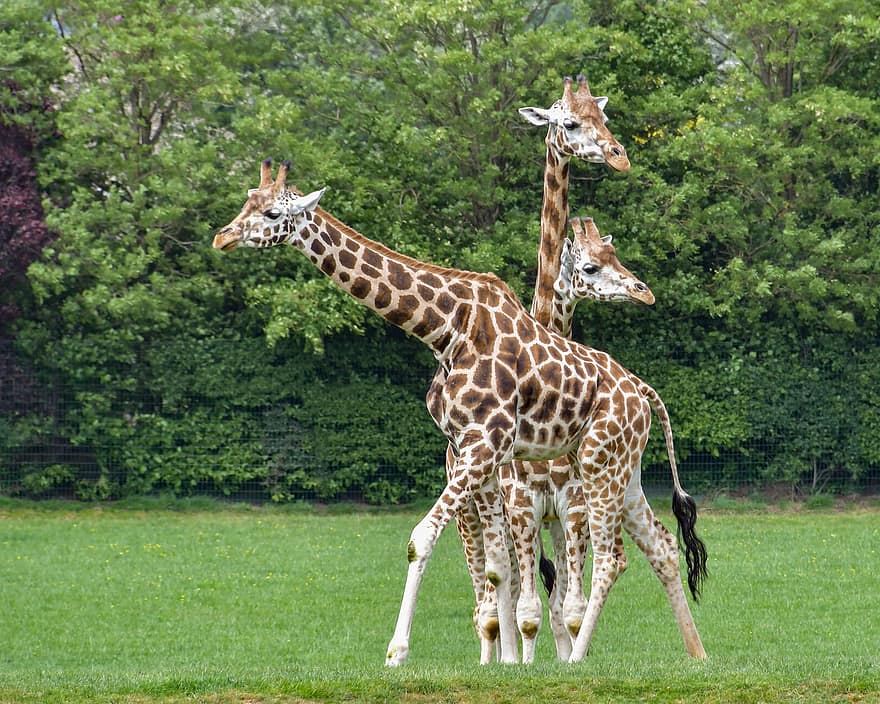 girafas, animais, jardim zoológico, mamíferos, animais selvagens, fauna, campo