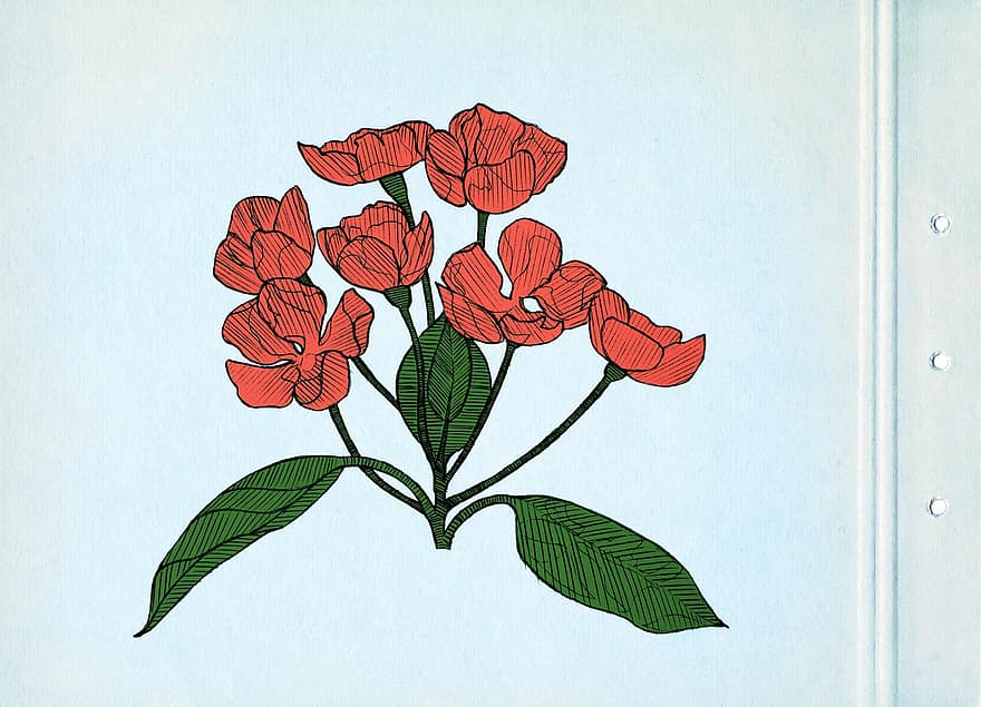 Drawing, Drawn, Flowers, Red, Bloom, Blooming, Blossom, Sketch, Art, Decor, Decorative