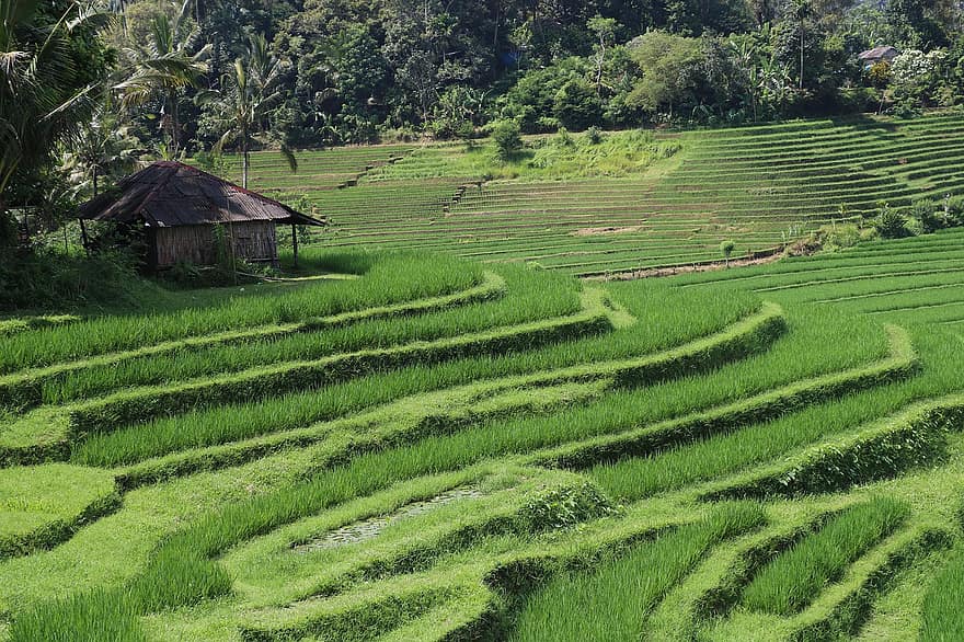 Terrasse, Bauernhof, Reis, Hütte, Ernte, Ackerland, Landwirtschaft, Landschaft, ländlich, Natur, Bali