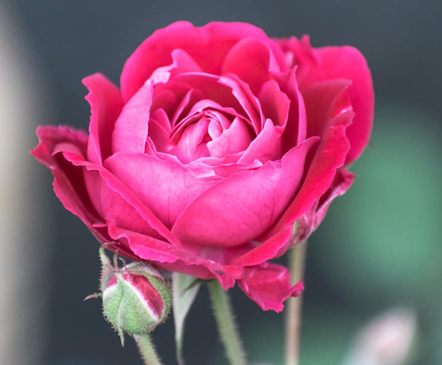 Rosa, flor, planta, Rosa roja, flor roja, pétalos, brote, floración, flora, jardín, naturaleza
