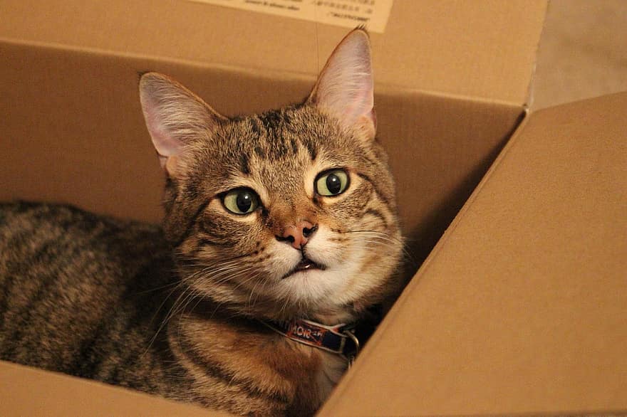 gato, felino, animal, bote, caja, caja de cartón