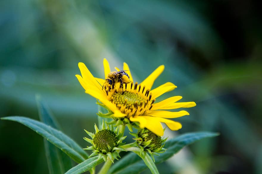 bi, gul blomma, pollinering, insekt, makro, blomma, flora, natur, trädgård, gul, närbild