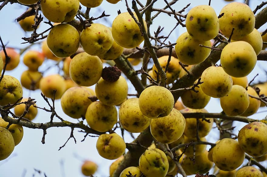 buah, quince, organik, pohon, sehat