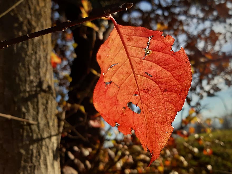 podzim, Příroda, list, sezóna, strom, žlutá, detail, les, rostlina, zářivé barvy, pozadí