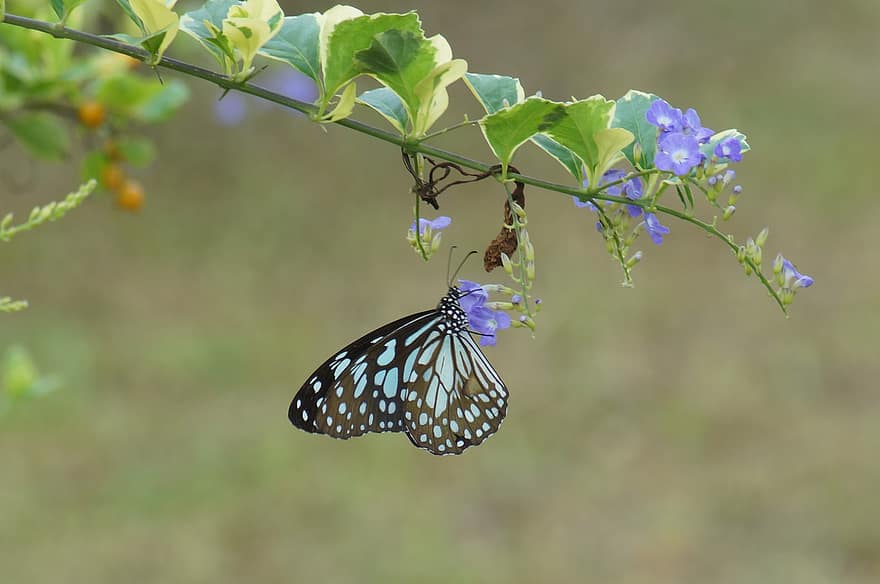 青い虎蝶、バタフライ、花、昆虫、翼、工場、庭園